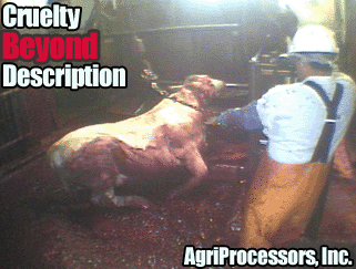 Atrocities at Slaughterhouse